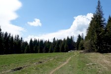 Potrzebny wolontariusz