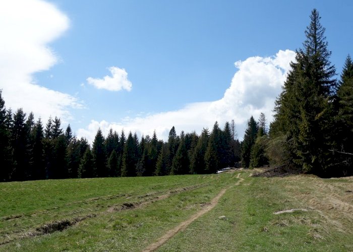 Potrzebny wolontariusz